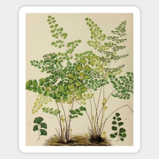 Maidenhair Ferns Sticker